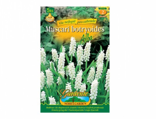 Muscari(modrica) - biela 5ks