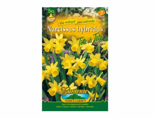 Narcis- Tete a Tete 5ks