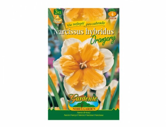 Narcis- Orangery 3ks Narcis- Orangery 3ks