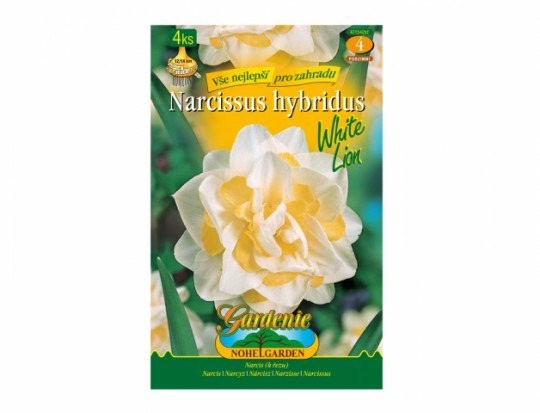 Narcis- White Lion 4ks