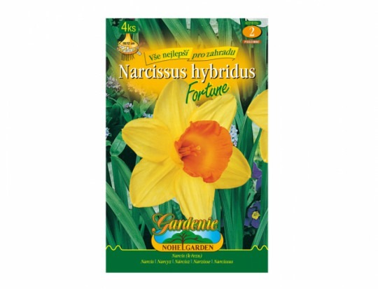 Narcis- Fortune 4ks
