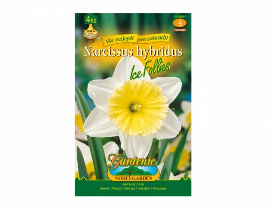 Narcis- Ice Follies 4ks