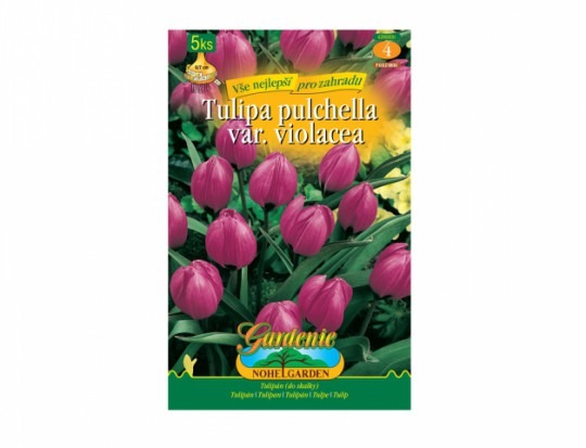 Tulipán botanický- Little Beauty 5ks