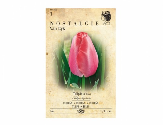 Tulipán, Darwinowy hybridy- Van Eyk 5ks