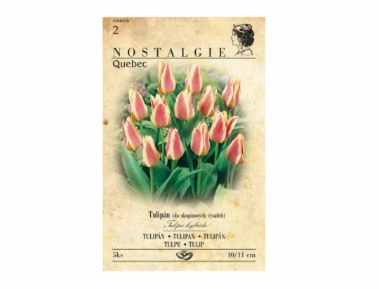 Tulipán, Greigii hybridy - Quebec 5ks