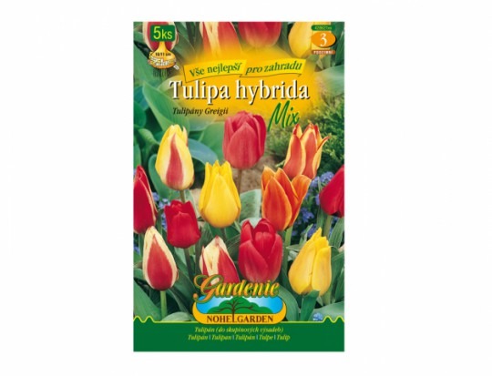 Tulipán, Greigii hybridy mix 5ks