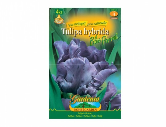 Tulipán papagájovitý- Blue Parrot 4ks