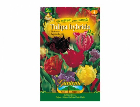 Tulipán papagájovitý- mix 5ks