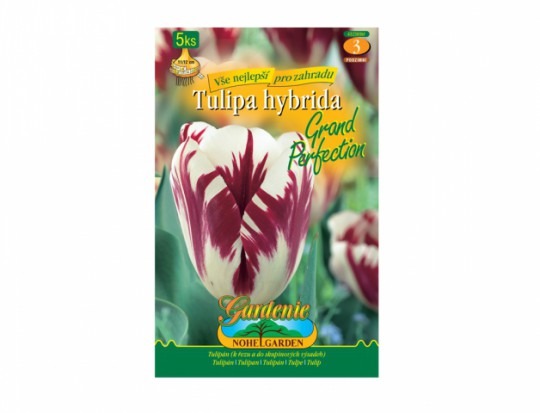 Tulipán rembrandt- Grand Perfection 5ks
