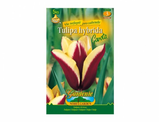 Tulipán triumph- Gavota 5ks
