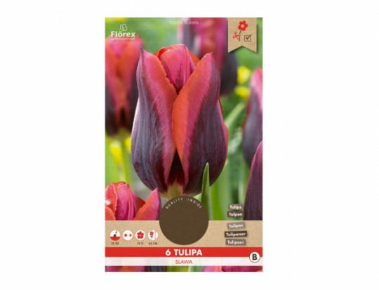 Tulipán triumph- Slawia 6ks