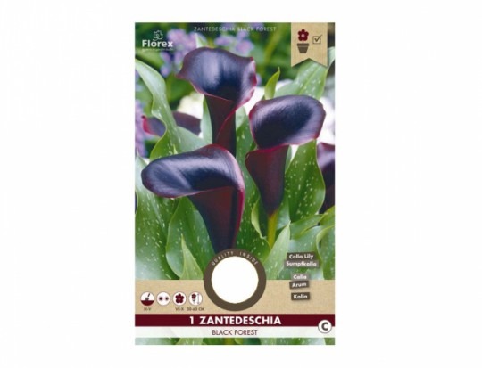 Kala (zantedeschia) BLACK FOREST 1ks