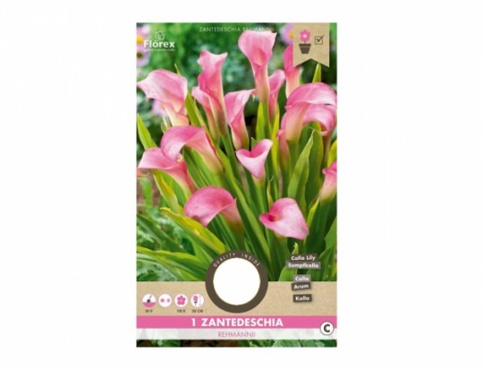 Kala (zantedeschia) REHMANII PINK 1ks