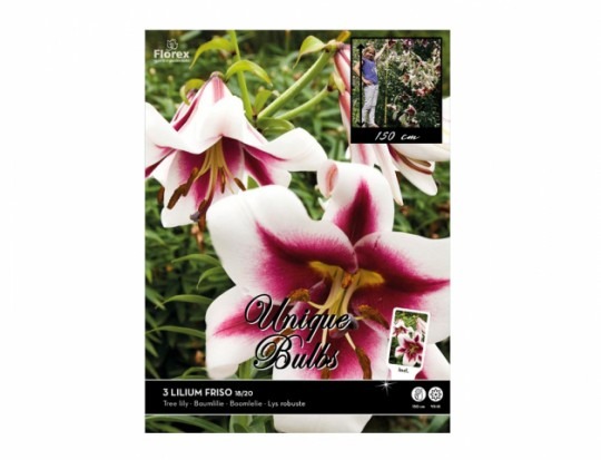 Lilium FRISO 3KS 