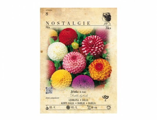 Dahlia pomponkovitá mix 3ks