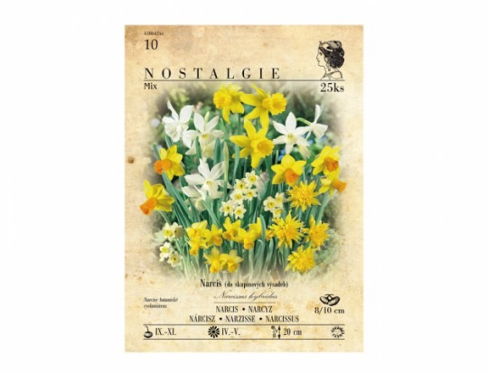 Narcis botanický, zmes 25ks