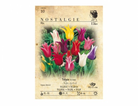 Tulipán laliokvetý- Mix 20ks Tulipán laliokvetý- Mix 20ks