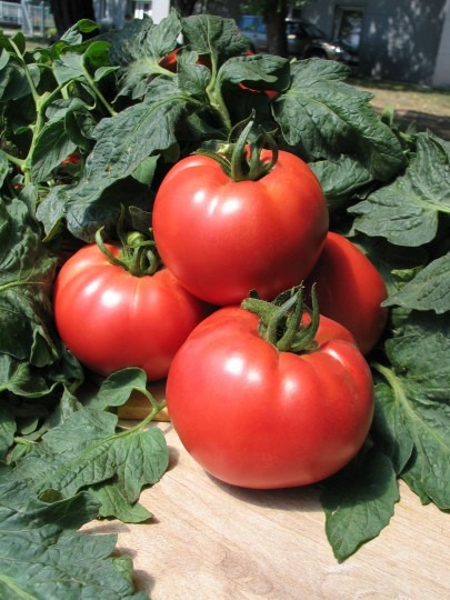 Rajčiak SULTAN F1 0,1g