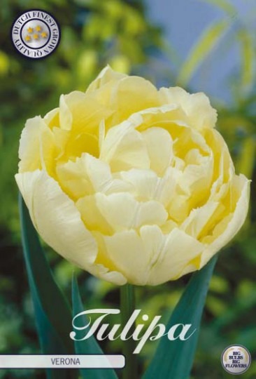 Tulipán Double Early- Verona 7ks
