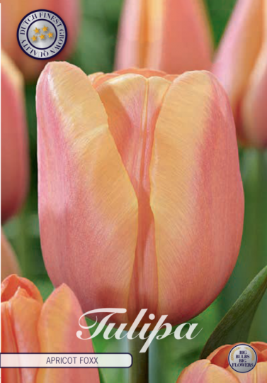 Tulipán triumph- Apricot Foxx 10ks