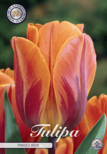 Tulipán triumph- Prinses Irene 7ks
