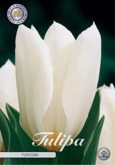 Tulipán Fosteriana- Purissima 10ks