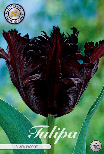 Tulipán Black Parrot 7ks Tulipán Black Parrot 7ks