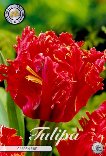 Tulipán Parrot- Garden Fire 7ks Tulipán Parrot- Garden Fire 7ks