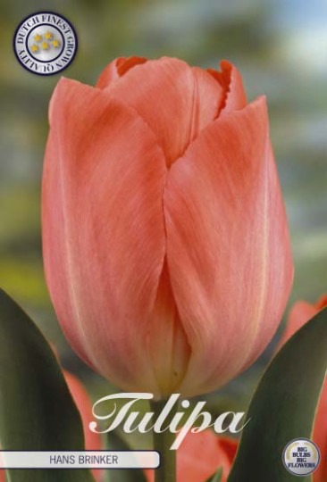 Tulipán Darwin Hybrid- Hans Brinker 10ks