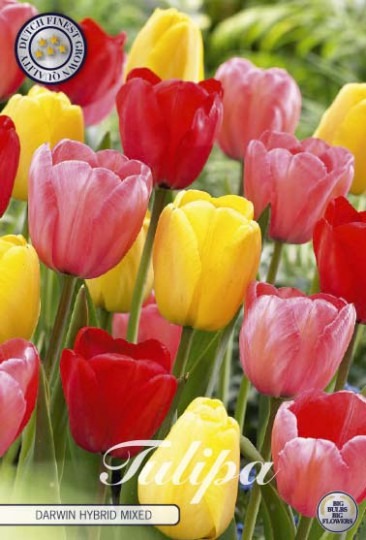 Tulipán Darwin Hybrid Mix 10ks