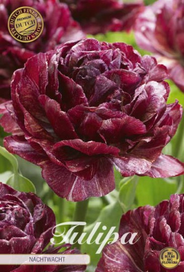 Tulipán Nachtwacht 5ks Tulipán Nachtwacht 5ks