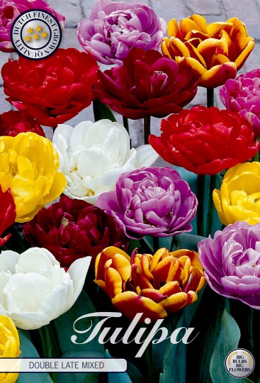 Tulipán Double Late Mixed 10ks Tulipán Double Late Mixed 10ks