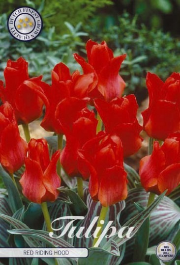 Tulipán Greigii- Red Riding Hood 10ks