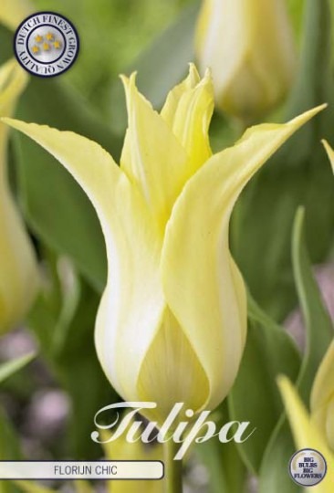Tulipán Lily Flowering- Florijn Chic 7ks