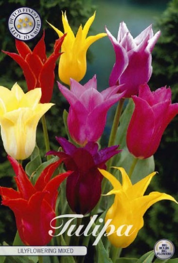 Tulipán Lily Flowering- Mix 7ks