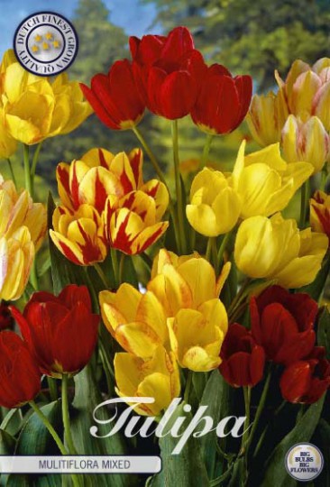 Tulipán Multi-Flowering Mix 7ks