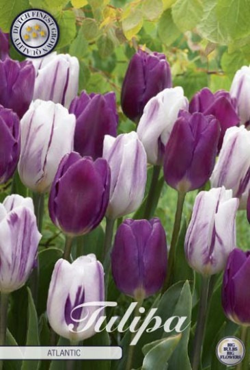 Tulipán Triumph (garden)- Atlantic 10ks