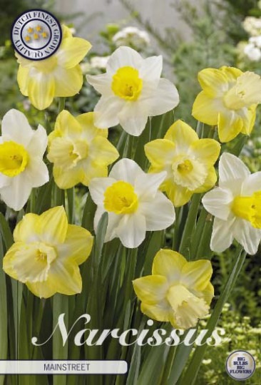 Narcis Large Cupped- Mainstreet 5ks