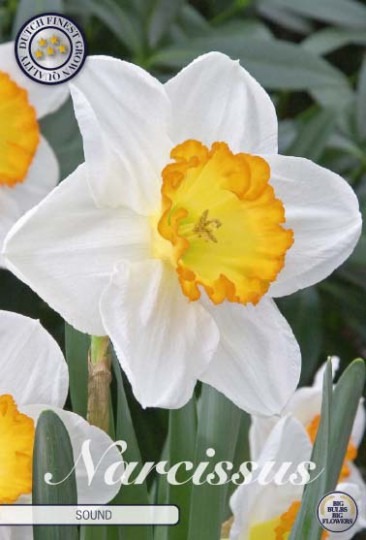 Narcis Large Cupped- Sound 5ks