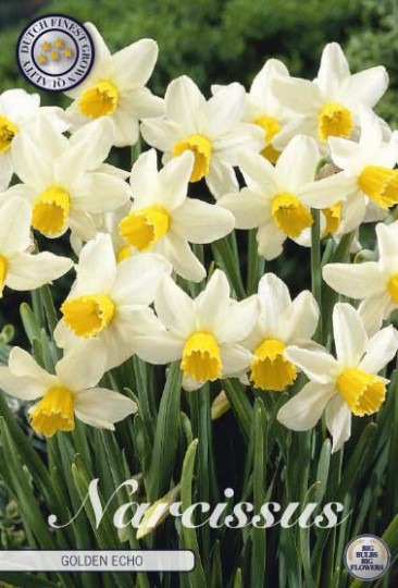 Narcis Cyclamineus- Golden Echo 7ks