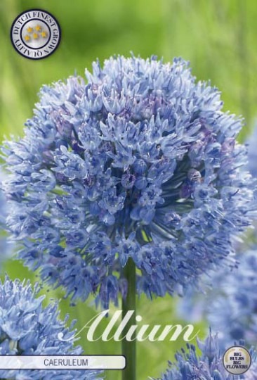 Allium Caeruleum 15ks