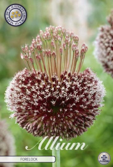 Allium Amethystinum- Forelock 1ks
