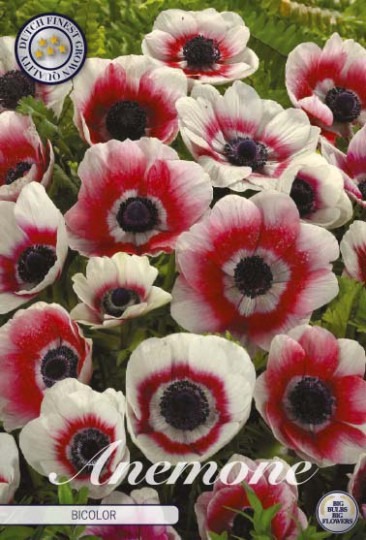Anemone Coronaria - Bicolor 20ks Anemone Coronaria - Bicolor 20ks