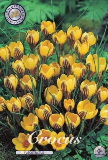 Krókus /Crocus Chrysanthus/-Fuscotinctus 20ks Krókus /Crocus Chrysanthus/-Fuscotinctus 20ks