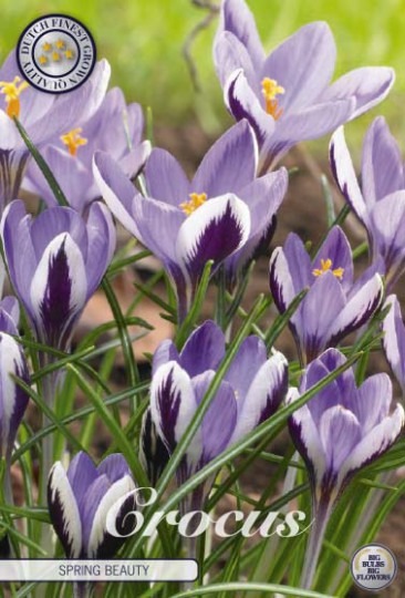 Krókus /Crocus Botanical/- Spring Beauty 20ks