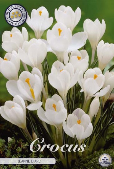 Krókus /Crocus Vernus/-Jeanne D'Arc 10ks Krókus /Crocus Vernus/-Jeanne D'Arc 10ks