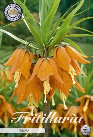 Korunkovka /Fritillaria Imperialis/ -Aurora 1ks