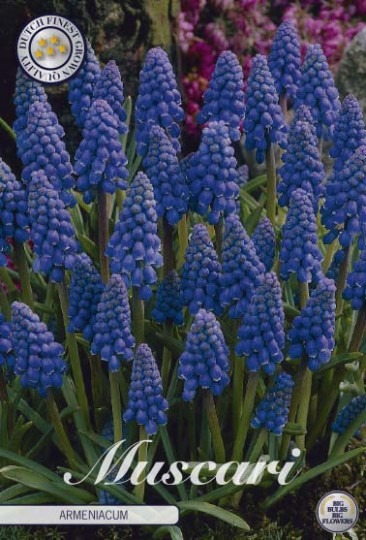 Modrica /Muscari Armeniacum/ 20ks