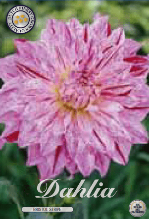 Dahlia - Bristol Striped 1ks