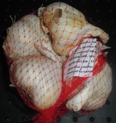  Cesnak ozimný Therador